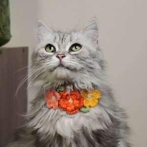 May include: A fluffy gray cat with green eyes wearing a crocheted flower collar in shades of orange, yellow, and green.