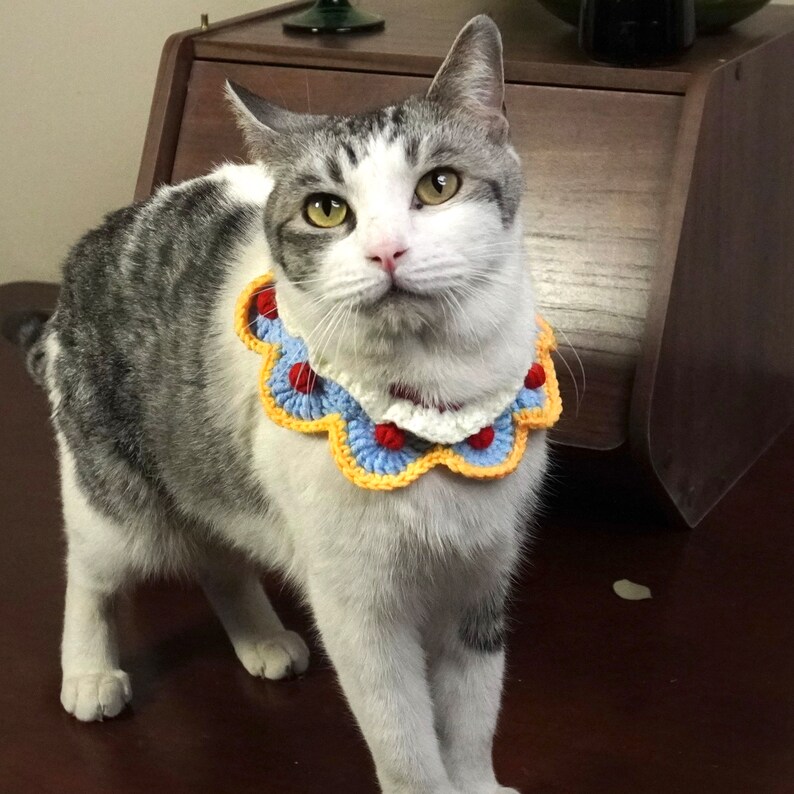 May include: A gray and white cat wearing a colorful crocheted collar with red, blue, yellow, and white accents. The cat is standing on a wooden surface.