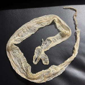 42” Genuine Ball Python Shed Skin | Natural Reptile Shedding