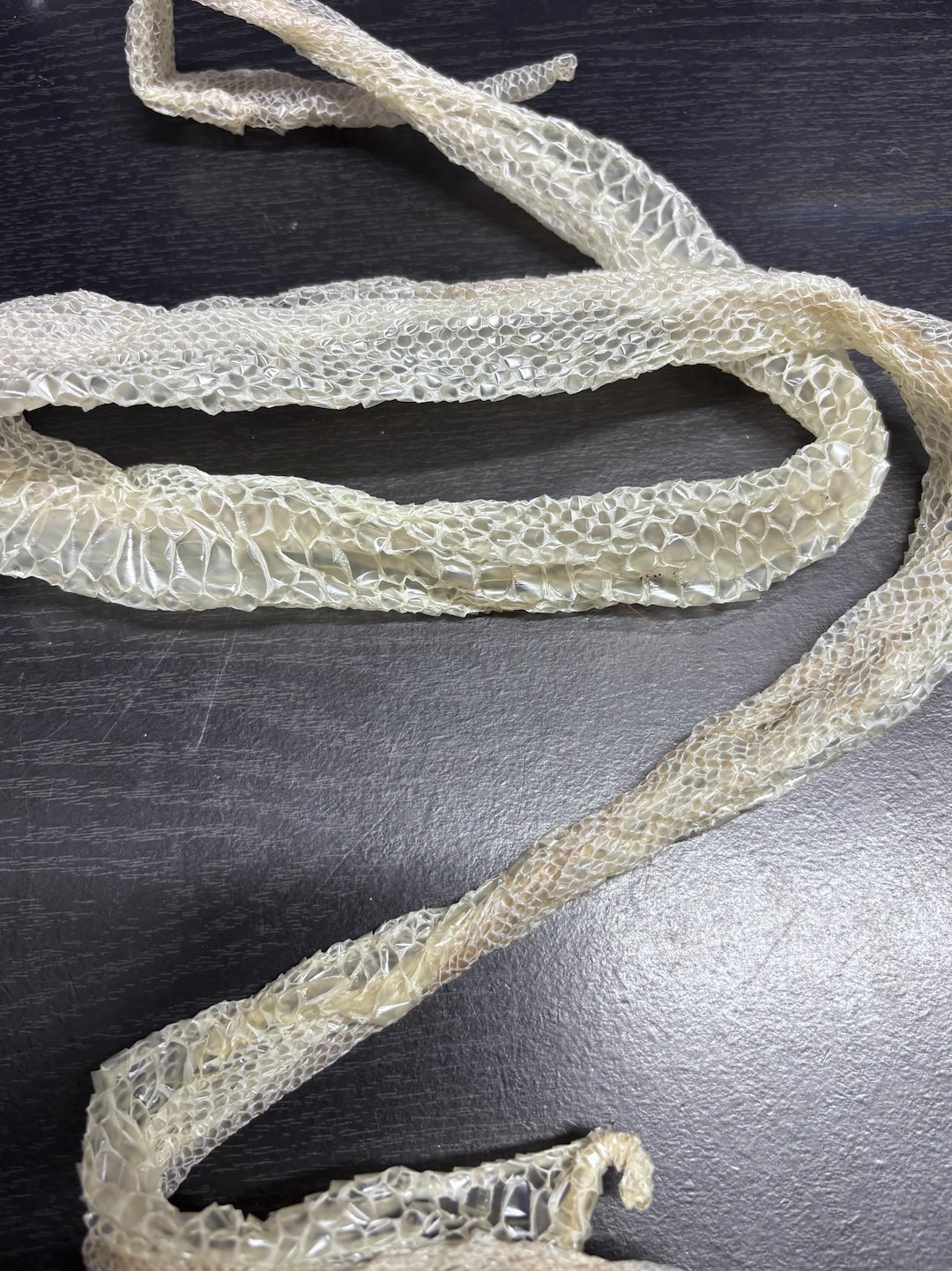 40” Genuine Ball Python Shed Skin | Natural Reptile Shedding - Etsy