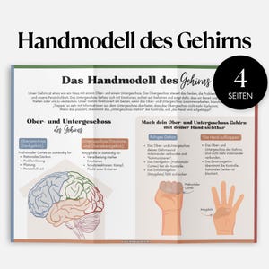 Puede incluir: Un folleto titulado "Handmodell des Gehirns" (Modelo de la mano del cerebro) con texto y diagramas en alemán. El folleto tiene un diagrama de un cerebro y una mano, con el número "4" en un círculo negro. El folleto explica las funciones del cerebro.