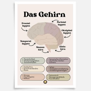 May include: A colorful illustration of the human brain with labels for each lobe and its functions. The brain is divided into the frontal, parietal, temporal, occipital, and brainstem lobes. The illustration also includes a key with descriptions of the functions of each lobe.