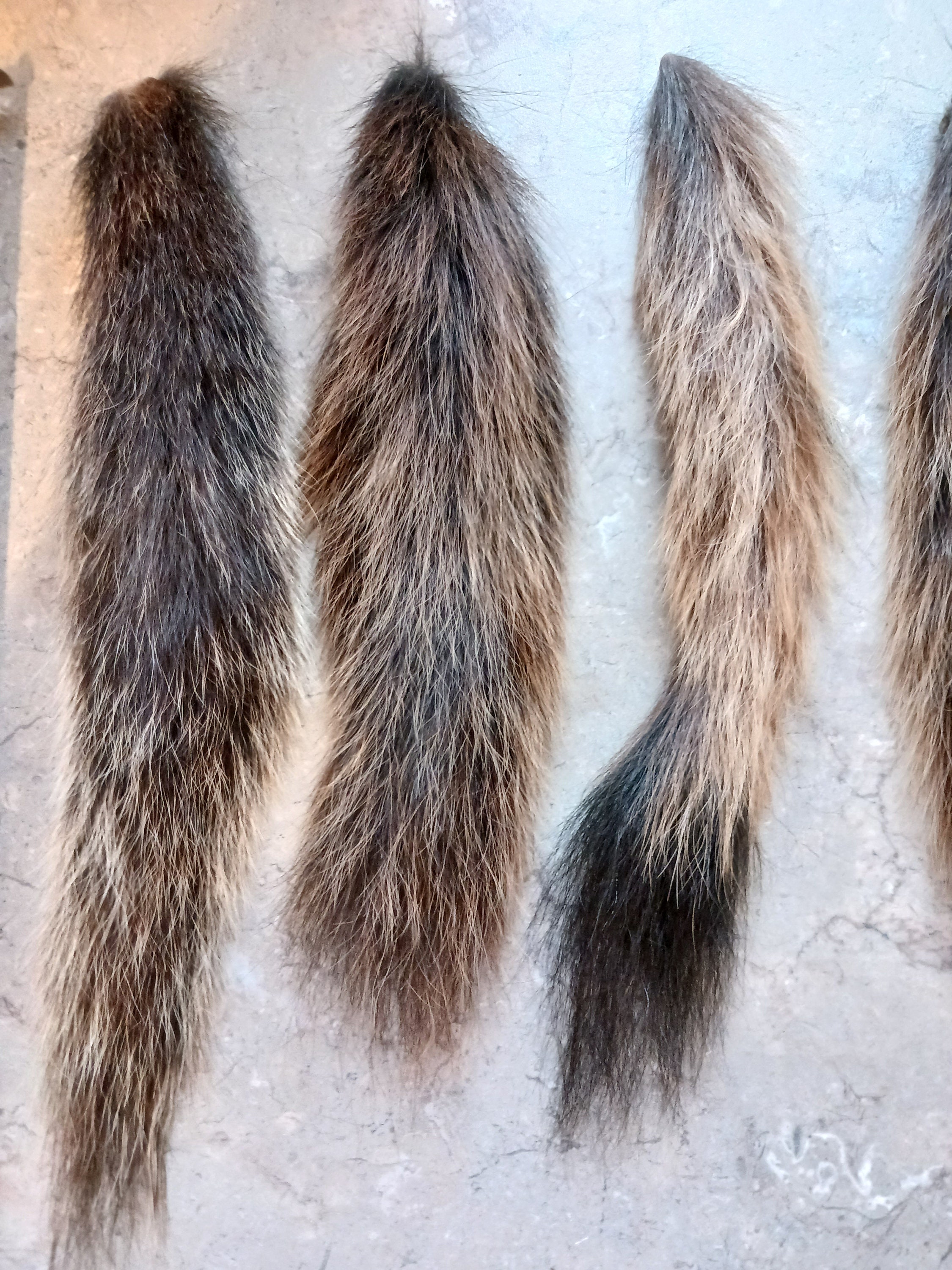 Squirrel Tails: Gray, Black, Brown/blonde, Fox Squirrel Tail, Red ...