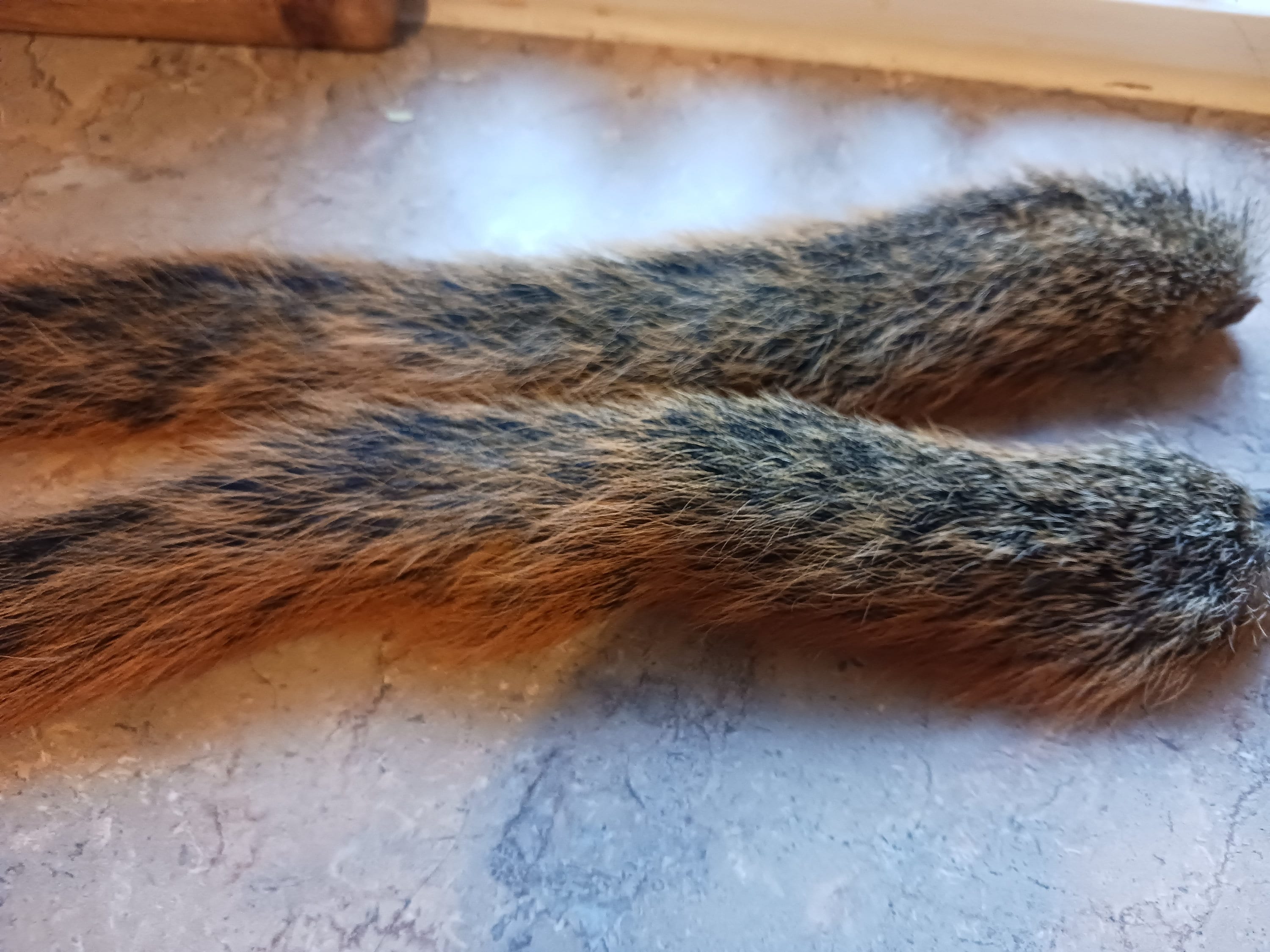 Squirrel Tails Gray, Black, Brown/blonde, Fox Squirrel Tail, Red