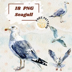 Clipart di gabbiano - Illustrazioni di uccelli costieri, Gabbiano da spiaggia PNG, Arte della fauna selvatica nautica, Immagini di gabbiano ad acquerello 1284
