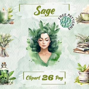 Watercolor Sage Clipart Sage Plant PNG Dried Herbs Herbs Clipart Sage Bouquet Sage Leaves Clipart, Free Commercial Use, Scrapbooking 287
