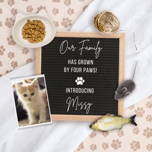 以下が含まれることがあります： 子猫の写真、黒い文字盤に「Our Family Has Grown By Four Paws! Introducing Missy」の文字、猫をテーマにしたアクセサリー（フードボウル、おもちゃのマウス、魚など）が写った、魅力的なお知らせ。