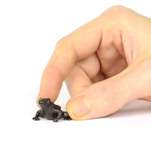 Tiny Solid Bronze Frog Sculpture, Miniature Bonsai Figurine, Frog Collectible, Small Gift for Wildlife Enthusiast