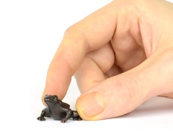 Solid Bronze Frog Sculpture: Miniature Bonsai Figurine