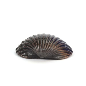May include: A dark brown seashell with a ribbed texture. The shell is closed and has a slightly curved shape.