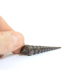 Puede incluir: Una concha de nautilus fosilizada larga, de color marrón oscuro, con forma de espiral.