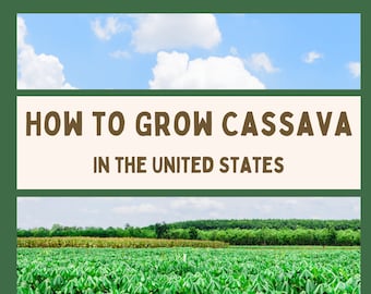 How to grow cassava in the United States (downloadable 34-page ebook)