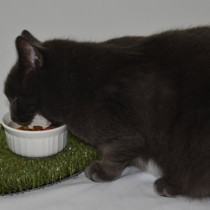 Peut inclure: Un chat gris mangeant dans un bol en c&eacute;ramique blanche sur un tapis d'herbe artificielle verte.