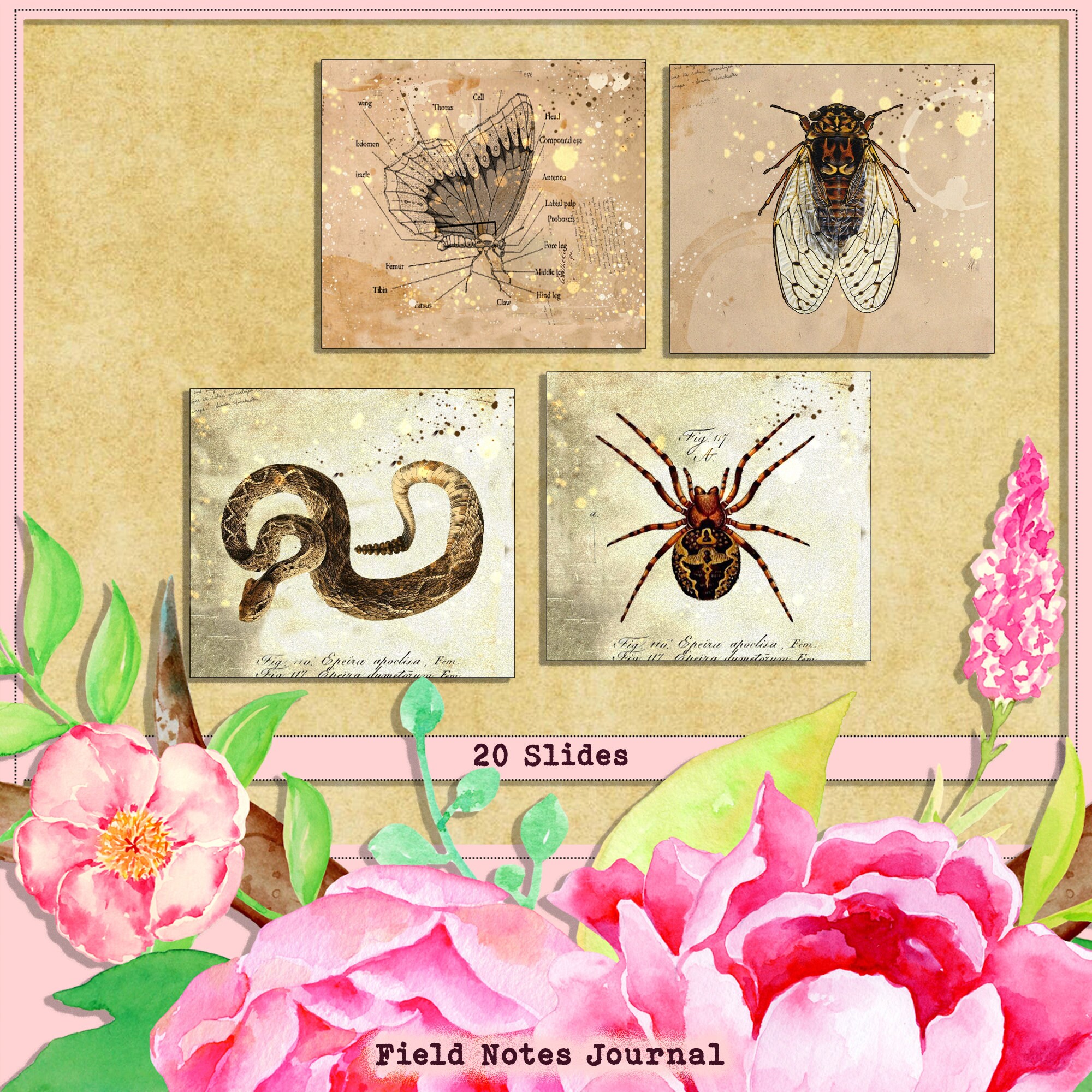 Field Notes and Specimen Slides Nature Ephemera, Junk Journal Kit ...