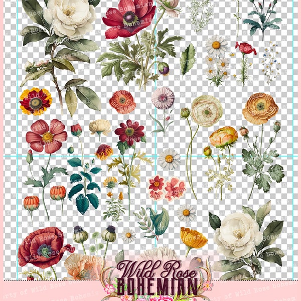 Gepresste Blume Botanische Clipart, wählerische botanische Schnitte für transparenten Druck. Realistische Pfingstrosen und Mohnblumen zum Drucken. Transparent