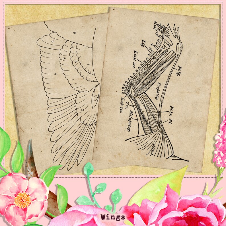 Wings Junk Journal Kit, Antique Receipts, Wings Etymology, Vintage
