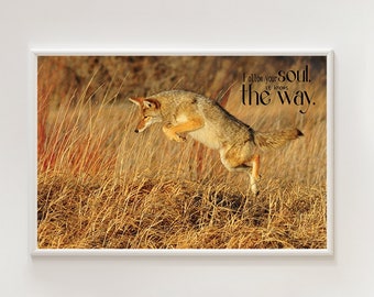 Jumping Coyote, Coyote on the Field, Inspirational Quotes, Animal Life, Wildlife Photography, Canvas Printed Wall Art, wild art canvas