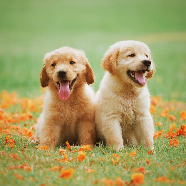 Golden Retriever Puppies| Golden Retriever Puppy Sitting Together Wall Image| Dogs Wall Paper| Cute Puppy| Great For Kids Room