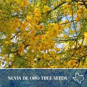 20 Retama Tree Seeds -  Parkinsonia aculeata