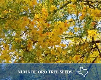 May include: A tree with bright yellow flowers and green feathery foliage. A blue banner at the bottom displays the white text NUVIA DE ORO TREE SEEDS next to a white outline of the state of Texas. The flowers have five petals with orange centers.