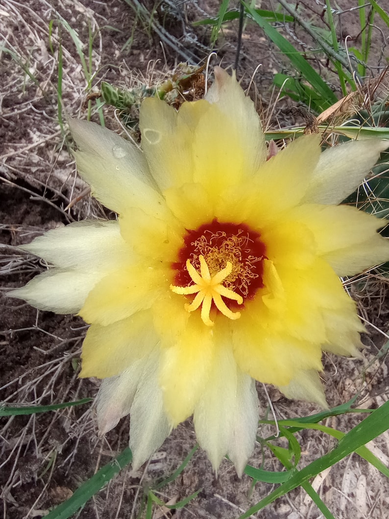 CBSurvivalGarden Hedgehog Cactus Seeds - Thumbnail 3