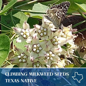 10 Climbing Milkweed Vine Seeds- Funastrum cynanchoides