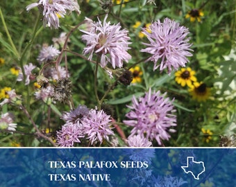 20 Texas Palafox Seeds - Palafoxia texana