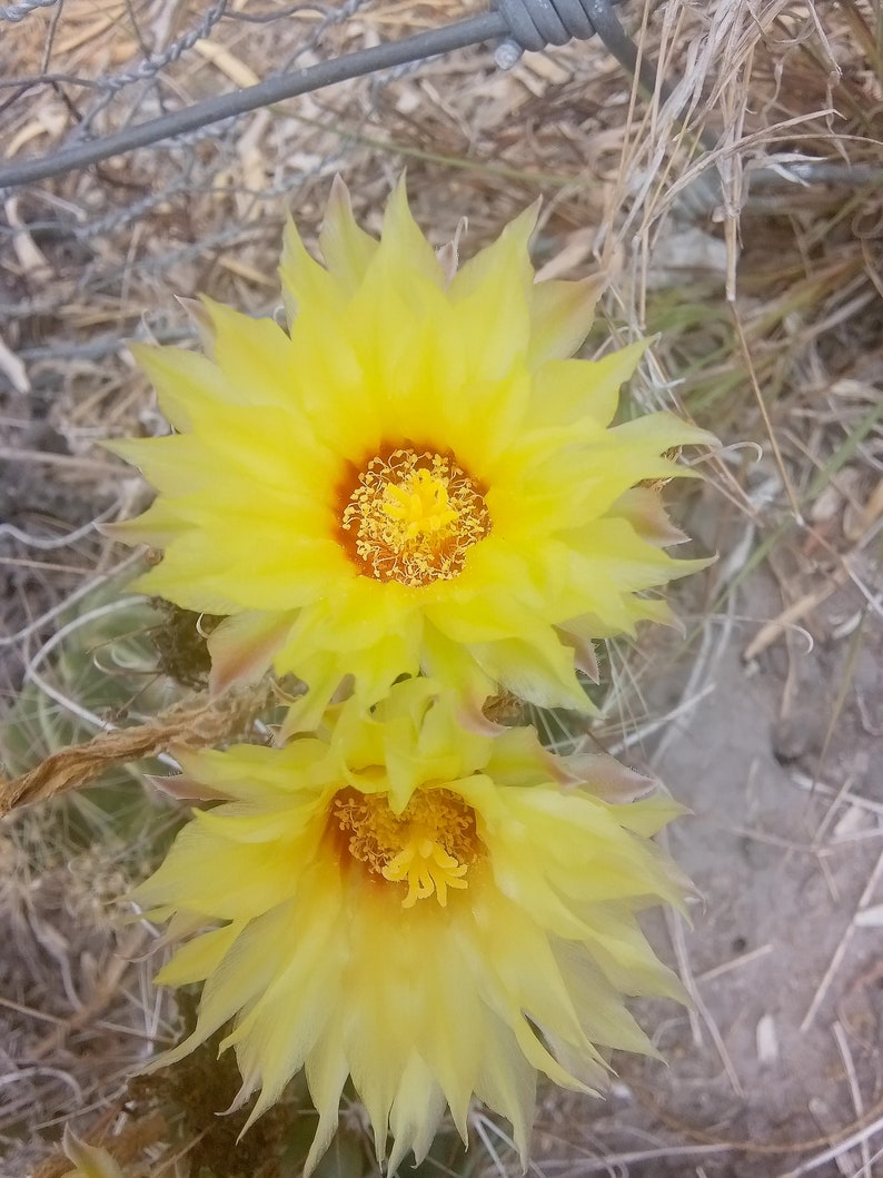CBSurvivalGarden Hedgehog Cactus Seeds - Thumbnail 5