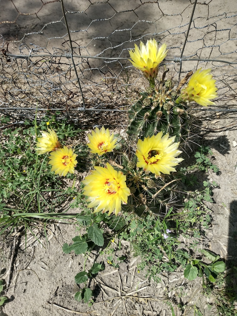 CBSurvivalGarden Hedgehog Cactus Seeds - Thumbnail 2
