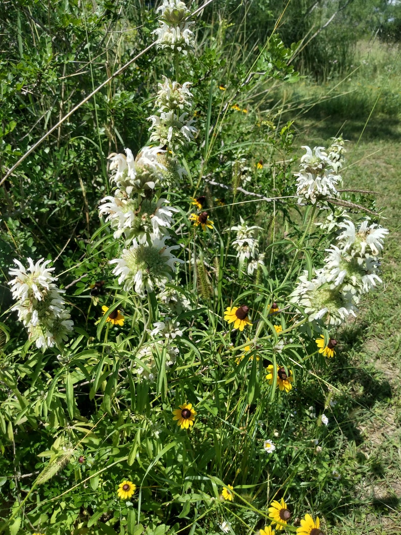 Lemon Beebalm Bergamot Mint Monarda Citriodora Seeds | Fair Dinkum Seeds Lemon Beebalm Bergamot Mint Monarda Citriodora Seeds | Fair Dinkum Seeds