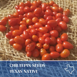 25 Chiltepin Seeds- Capsicum annum