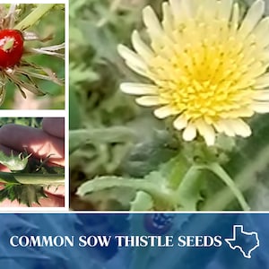 25 Common Sow Thistle Seeds - Sonchus oleraceus