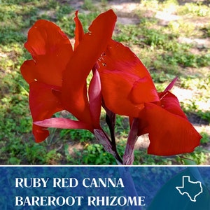 May include: Ruby Red Canna bare root rhizome. A single red canna flower with a pink center is in focus. The flower is in a garden setting with green grass and dirt in the background.