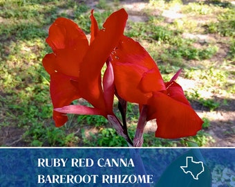 1 Ruby Red Canna Lily Bareroot Rhizome