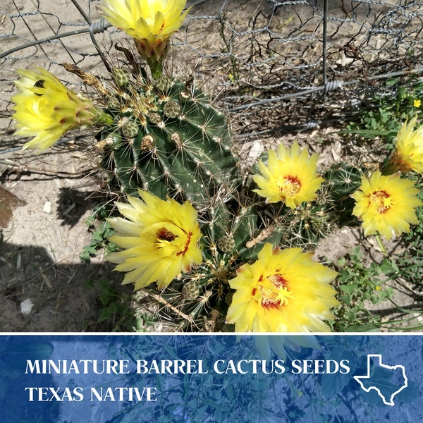 10 Hedgehog Cactus Seeds- Hamatocactus setispinus