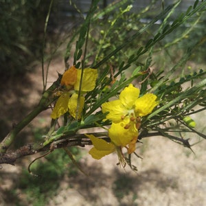 20 Retama Tree Seeds - Parkinsonia Aculeata - Etsy