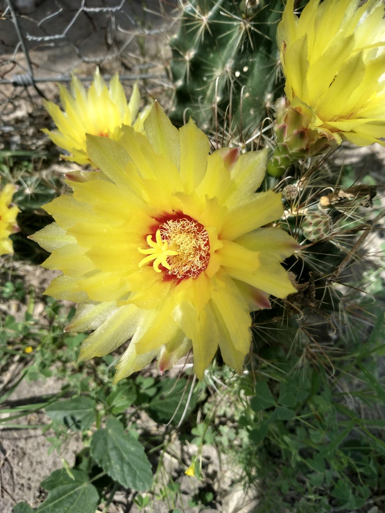 CBSurvivalGarden Hedgehog Cactus Seeds
