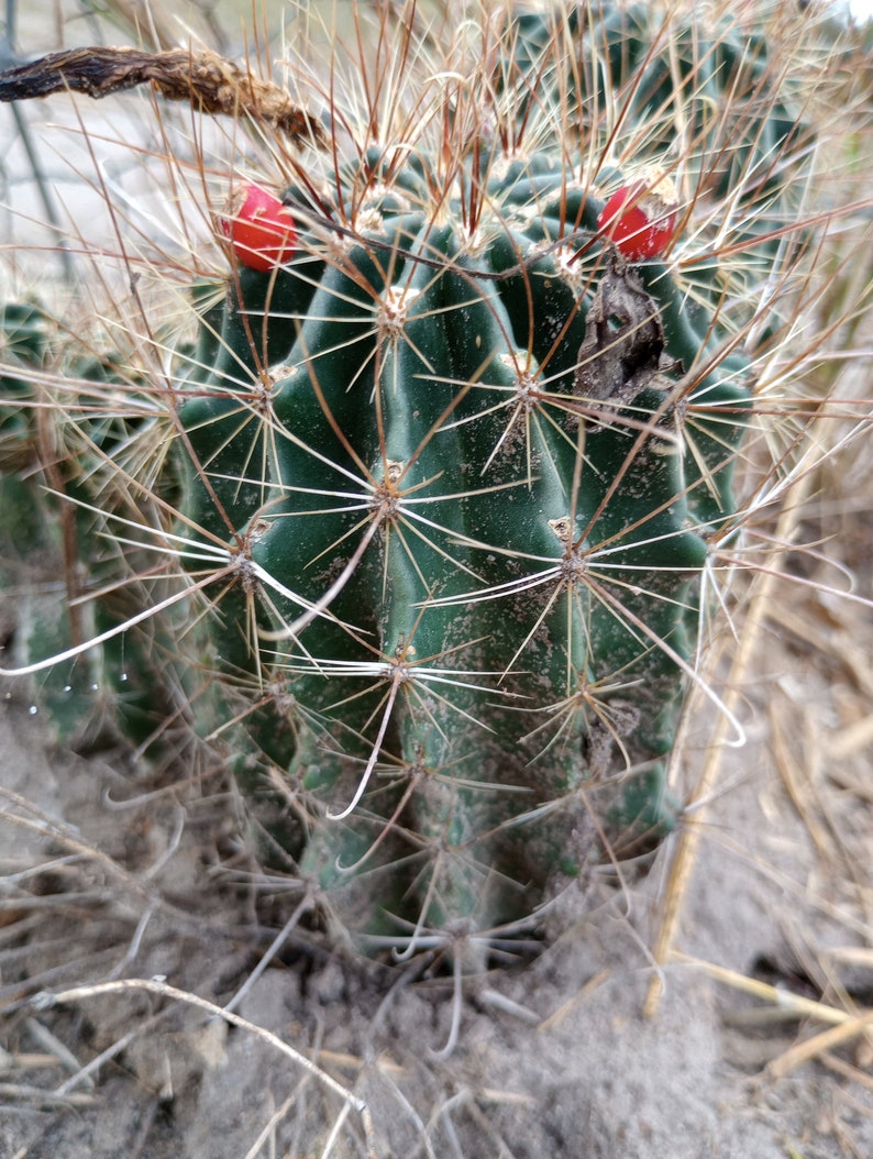 CBSurvivalGarden Hedgehog Cactus Seeds - Thumbnail 4