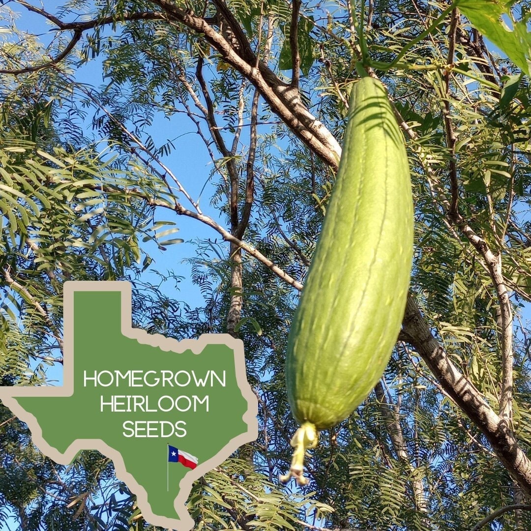 10 Bath Loofah Seeds Luffa Aegyptiaca Etsy