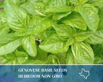 30 Genovese Basil Seeds- Ocimum basilicum