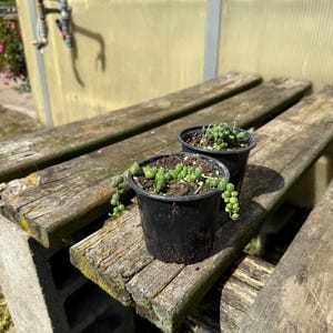 Op de afbeelding: Twee kleine zwarte potten met String of Pearls-vetplanten staan op een verweerde houten bank. De hangende stengels van de planten zijn zichtbaar, met kleine, ronde, groene bladeren. De bank is gemaakt van ruw bewerkte planken en de achtergrond omvat een kas.