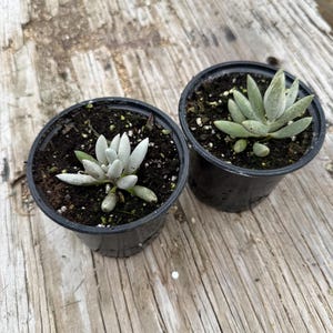 Op de afbeelding: Twee kleine vetplanten in pot met lichtgroene bladeren. De planten staan in zwarte plastic potten gevuld met donkere aarde. De potten staan op een verweerd houten oppervlak.