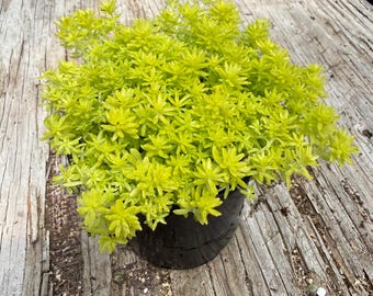 Lebende Zitronenball-Sedum-Pflanze, neongelbe Bodendecker-Sukkulente, 4-Zoll-Topfform Tokyo Sun Stonecrop