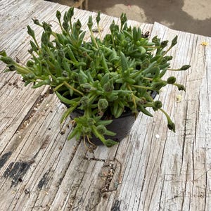 May include: A potted succulent plant with small, green, finger-like leaves and buds. The plant is in a black plastic pot, sitting on a weathered wooden surface. The plant has a dense, compact growth habit.