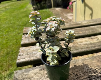 4" Pot Crassula Tom Thumb Succulent | Miniature Stacked Crassula | Live Geometric Succulent, Baby's Necklace Plant, Pagoda Succulent