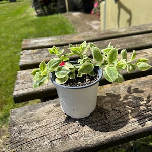 May include: A small potted plant with green and cream-colored leaves sits on a weathered wooden bench. The plant is in a white pot with a dark rim. The background includes a grassy area, a red truck, and a building.