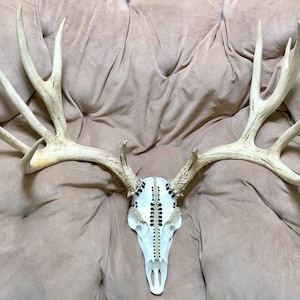 No-kill, Desert Mule Deer Antlers with Realistic, Artificial Skulls!