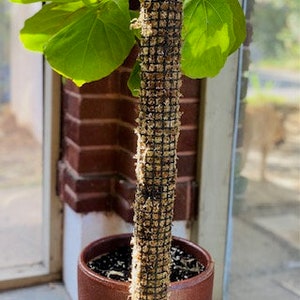 May include: A large houseplant with green leaves growing in a brown terracotta pot. The plant's trunk is wrapped in a brown moss-covered mesh material.