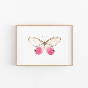 Watercolor Glasswing Butterfly Art Print: Signed Insect Illustration