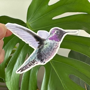 Kolibri Aufkleber: Wasserflasche, Laptop Aufkleber